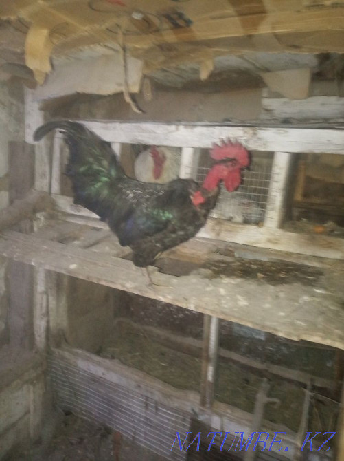 Handsome rooster Нургиса Тлендиев - photo 6