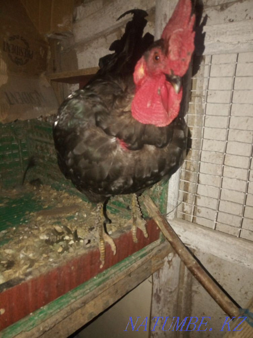 Handsome rooster Нургиса Тлендиев - photo 1