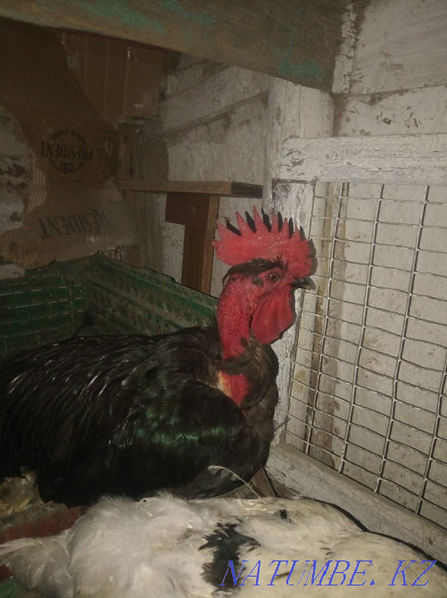 Handsome rooster Нургиса Тлендиев - photo 3