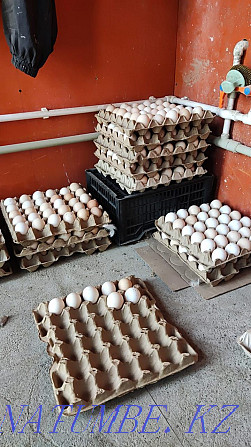 Duck hatching egg breed Agidel, Beijing, Bashkir with a goal  - photo 1