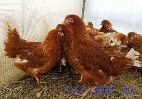 I will sell an excellent hatching egg of laying hens breed Lohman Brown Pavlodar - photo 6