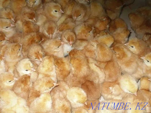 I will sell an excellent hatching egg of laying hens breed Lohman Brown Pavlodar - photo 5