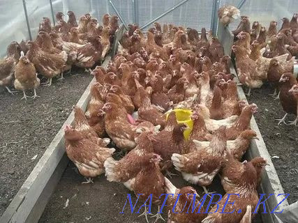 I will sell an excellent hatching egg of laying hens breed Lohman Brown Pavlodar - photo 2