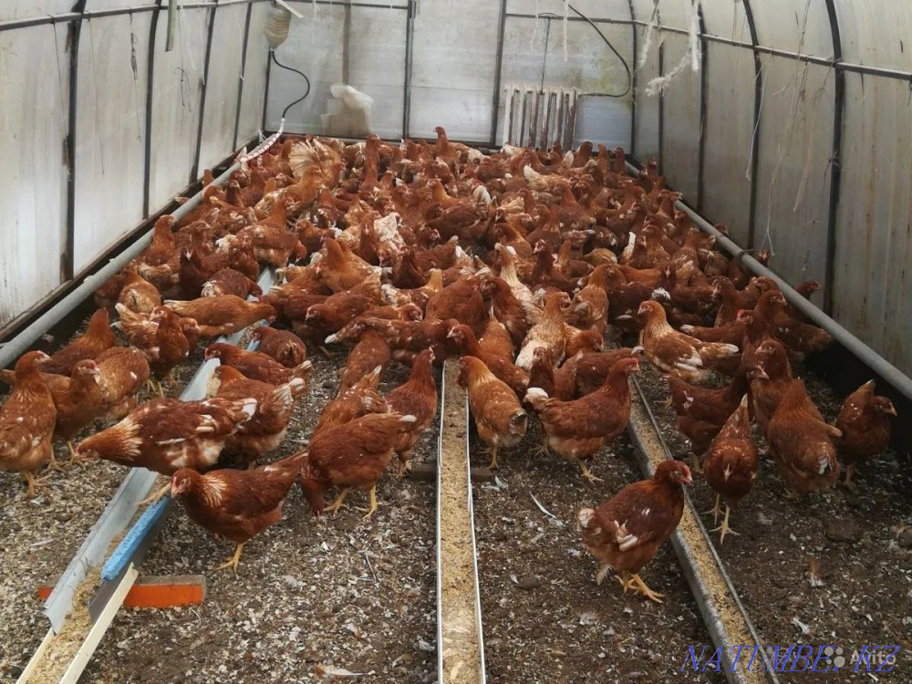 I will sell an excellent hatching egg of laying hens breed Lohman Brown Pavlodar - photo 7