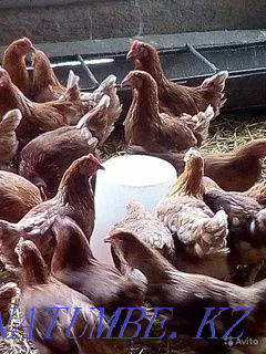 I will sell an excellent hatching egg of laying hens breed Lohman Brown Pavlodar - photo 4