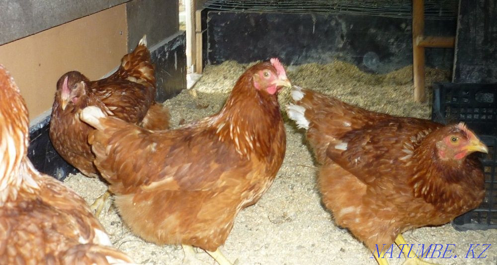 I will sell an excellent hatching egg of laying hens breed Lohman Brown Pavlodar - photo 1