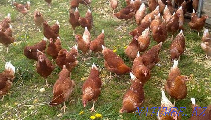 I will sell an excellent hatching egg of laying hens breed Lohman Brown Pavlodar - photo 8