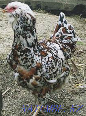 I will sell chickens of the Oryol breed Бесагаш - photo 1