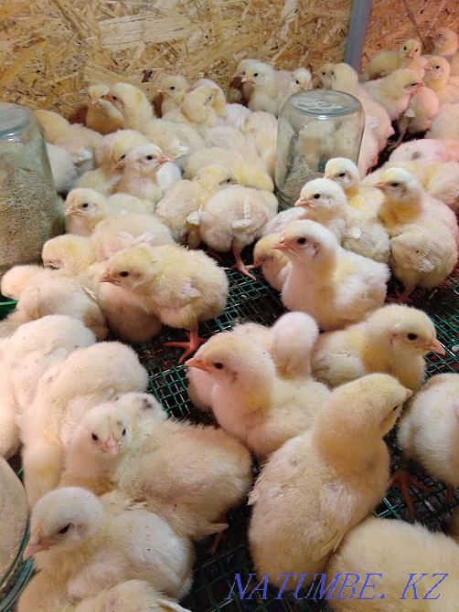 цыплята Кобб 500 Тараз - изображение 1