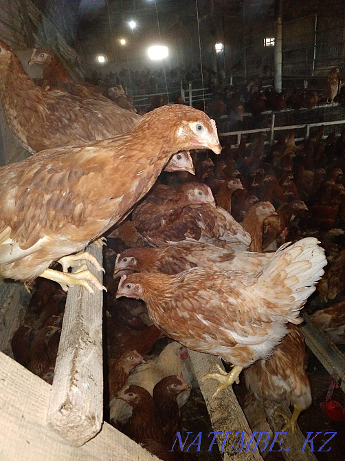 Куры несушки-молодки Голландские коричневые Порода Иза- Браун Семей - изображение 2