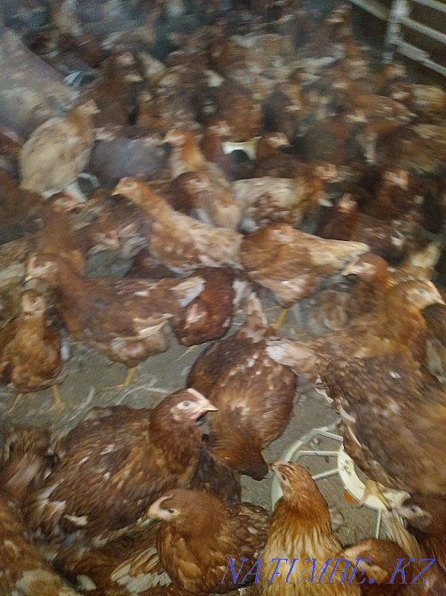 Куры несушки-молодки Голландские коричневые Порода Иза- Браун Семей - изображение 5