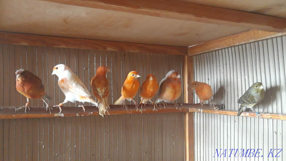 Канарейки самцы. Шымкент - изображение 8