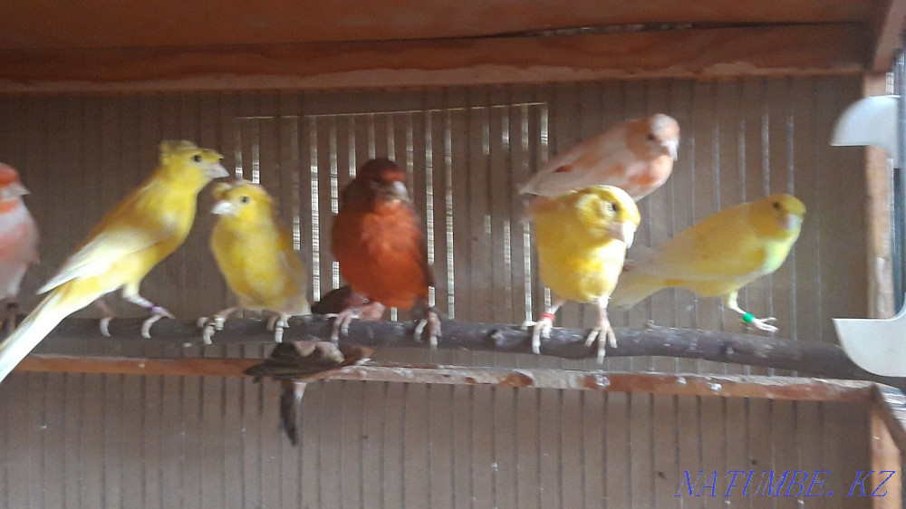 Канарейки самцы. Шымкент - изображение 1