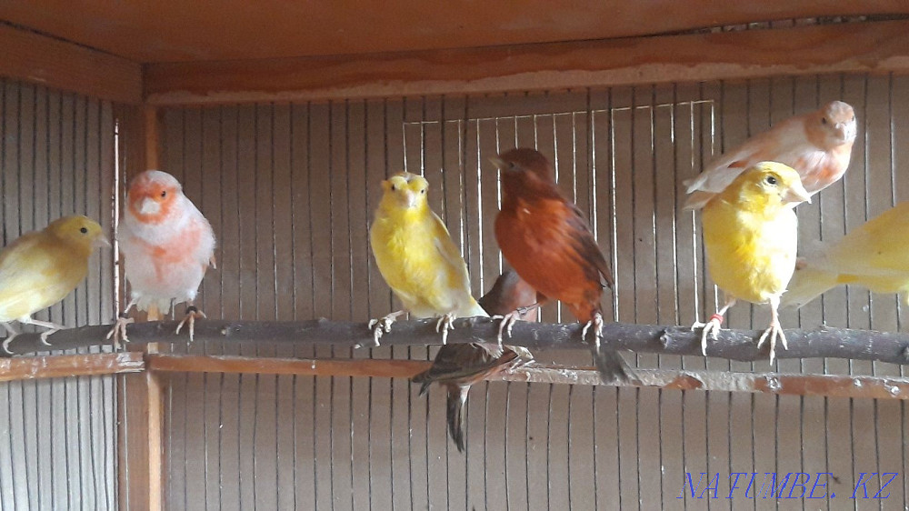 Канарейки самцы. Шымкент - изображение 2