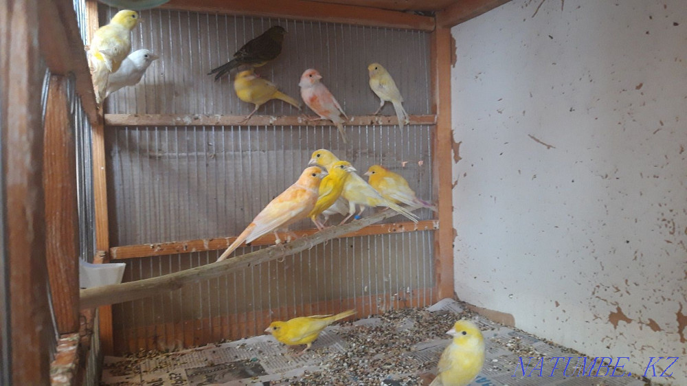 Канарейки самцы. Шымкент - изображение 3