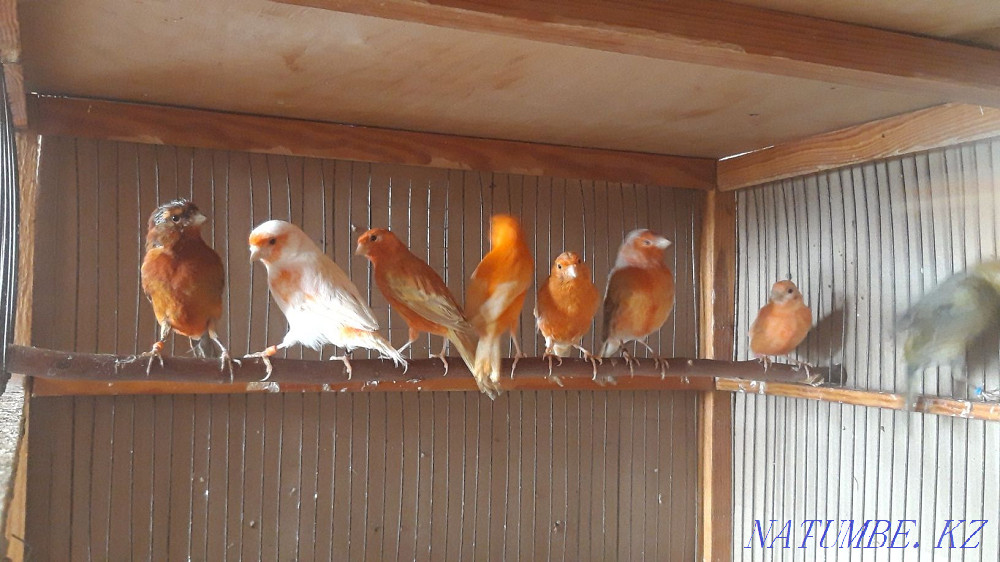 Канарейки самцы. Шымкент - изображение 6