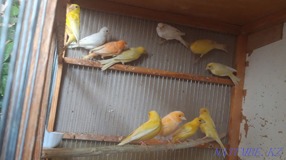 Канарейки самцы. Шымкент - изображение 5