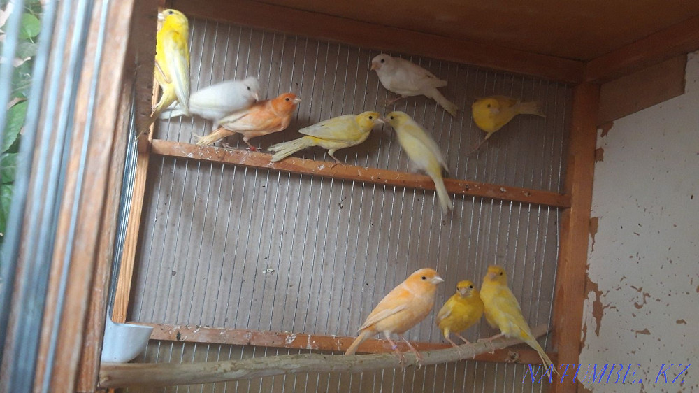 Канарейки самцы. Шымкент - изображение 4