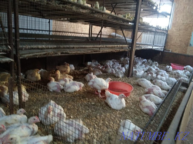 Broilers for 8 and 14 May Kostanay - photo 2