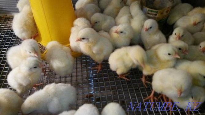 Broilers for 8 and 14 May Kostanay - photo 1