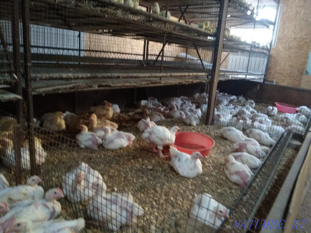 Бройлеры на 8 и 14 мая Костанай - изображение 2