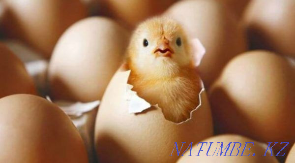 продам. цыплят броилеров  - изображение 1