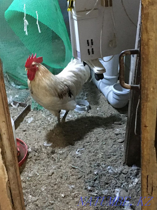 I sell roosters Karagandy - photo 2