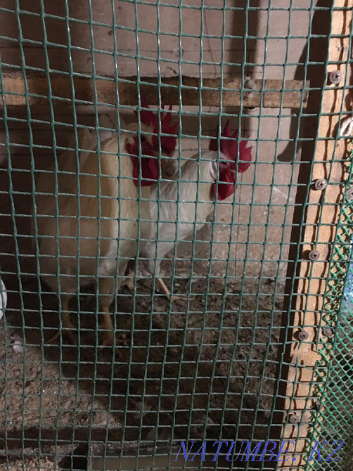 I sell roosters Karagandy - photo 1