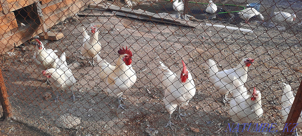 Инкубационные яйца кур породы Бресс гальские Алматы - изображение 4