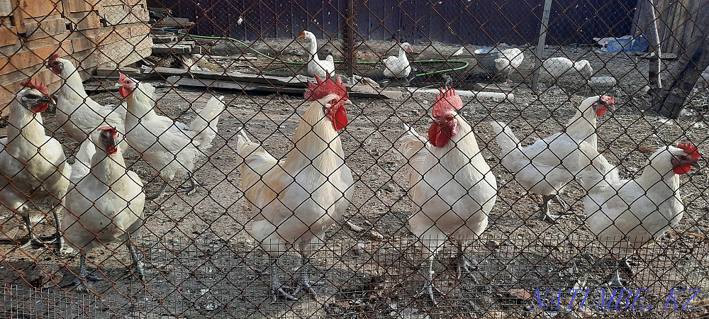 Инкубационные яйца кур породы Бресс гальские Алматы - изображение 1