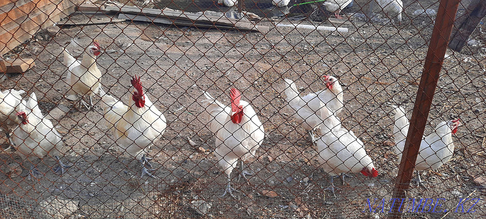 Инкубационные яйца кур породы Бресс гальские Алматы - изображение 5