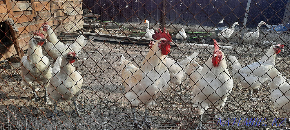 Инкубационные яйца кур породы Бресс гальские Алматы - изображение 2