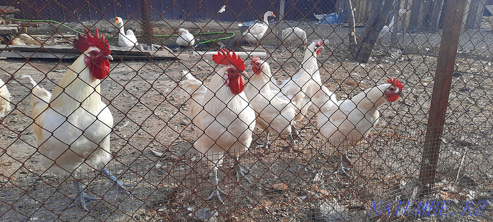 Инкубационные яйца кур породы Бресс гальские Алматы - изображение 3