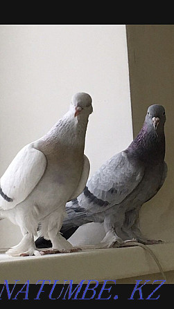 takla pigeons Kostanay - photo 4