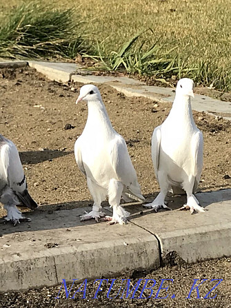 takla pigeons Kostanay - photo 1