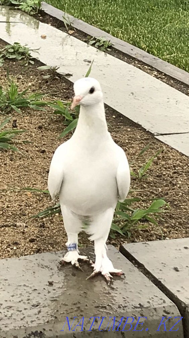 takla pigeons Kostanay - photo 2