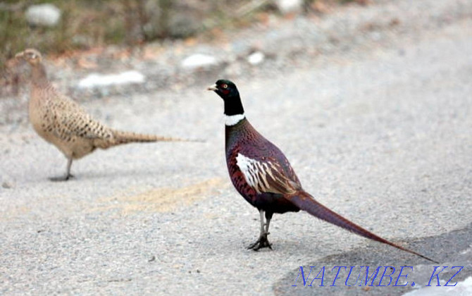 Commercial pheasants in a pair Almaty - photo 1