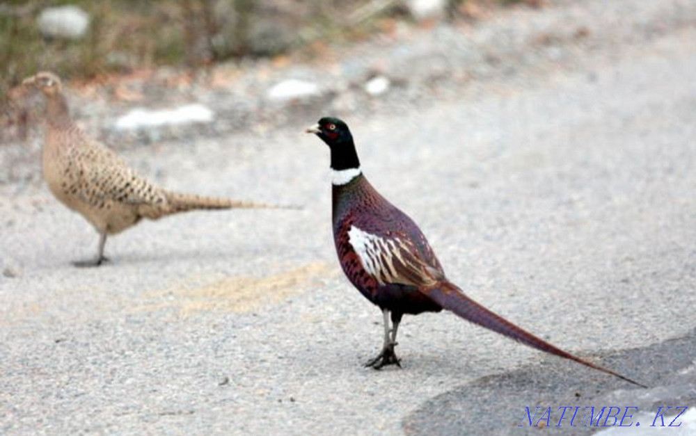 Промысловые фазаны в паре Алматы - изображение 1