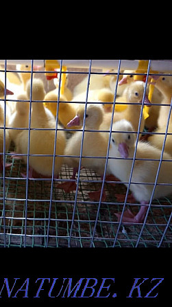 Broiler chickens Жарсуат - photo 3