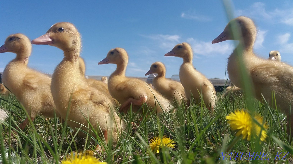 Broiler chickens Жарсуат - photo 2