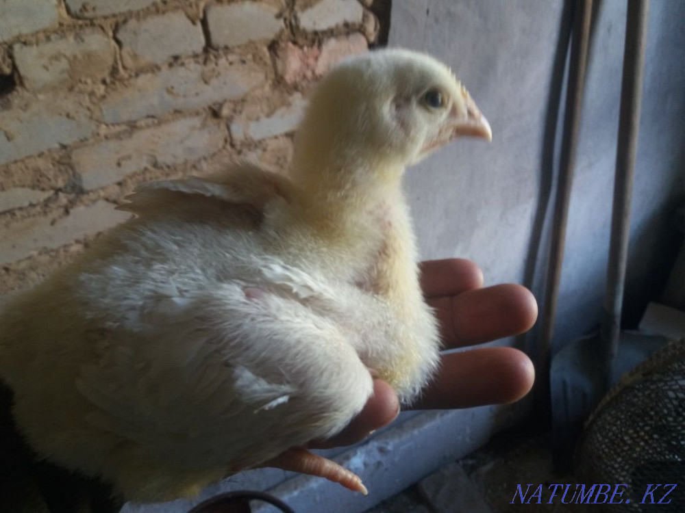 Broiler chickens Жарсуат - photo 1