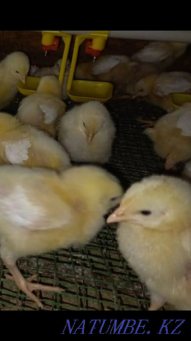 Broiler chickens Жарсуат - photo 4