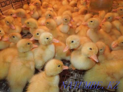 Ducklings ducks duck broiler meat broiler Байтерек - photo 1