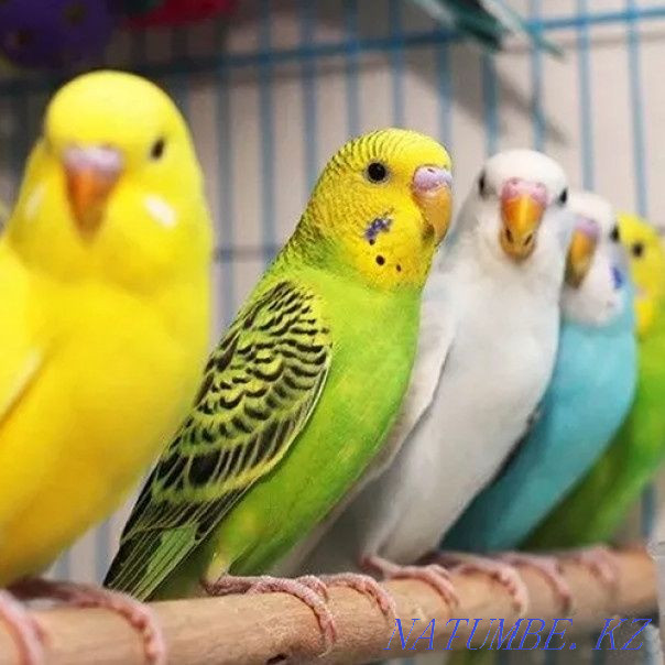 budgerigars Astana - photo 1