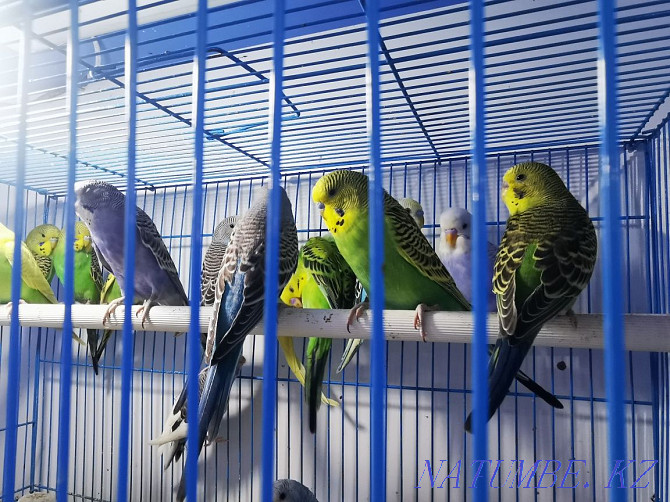 budgerigars Astana - photo 3