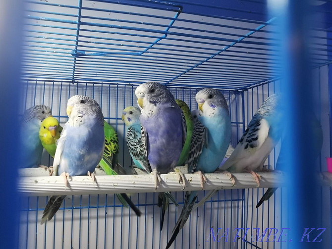 budgerigars Astana - photo 2