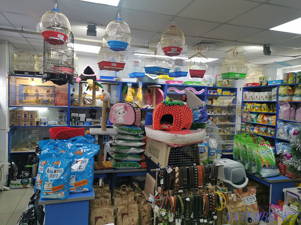 budgerigars Astana - photo 4