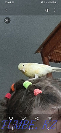 Domestic canaries. Atyrau - photo 1