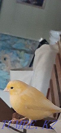 Domestic canaries. Atyrau - photo 2