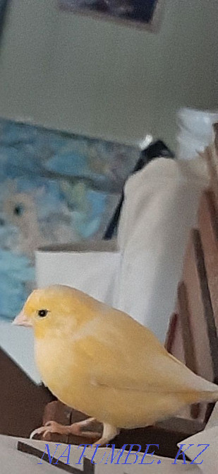 Domestic canaries. Atyrau - photo 2